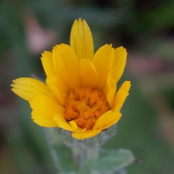 Calendula arvensis Květ