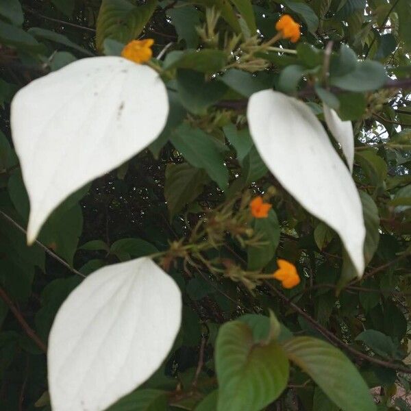 Mussaenda frondosa Flower