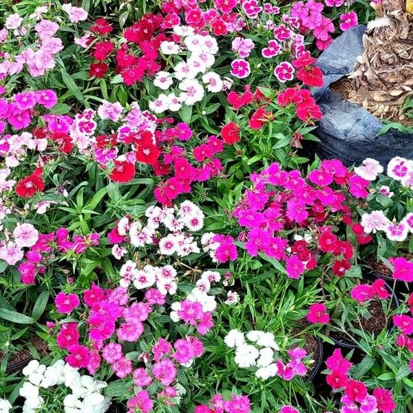 Dianthus chinensis Blomst
