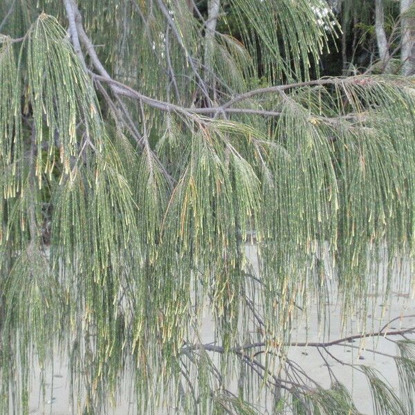 Casuarina equisetifolia Lapas