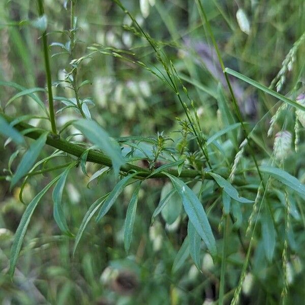 Anarrhinum bellidifolium 葉