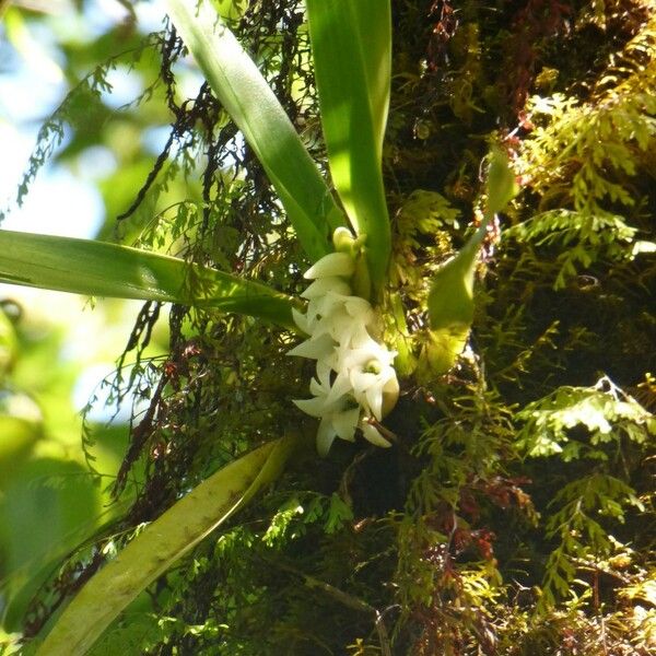 Angraecum bracteosum 花