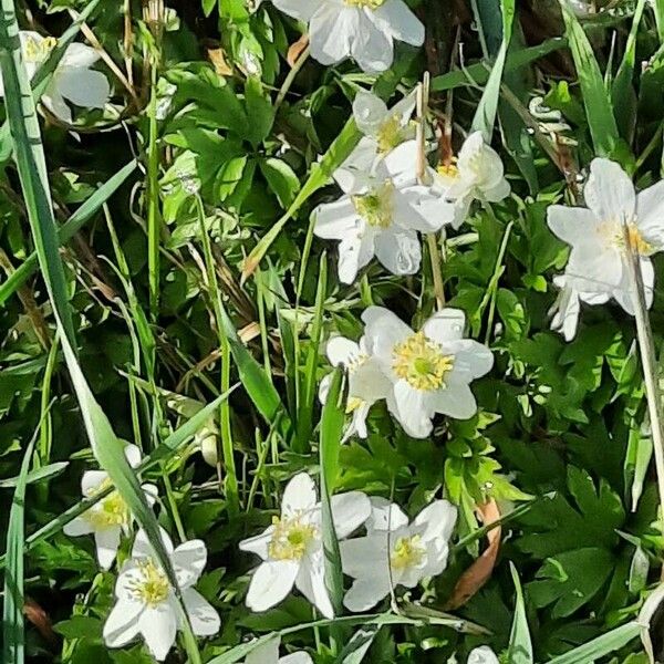 Anemone nemorosa 花