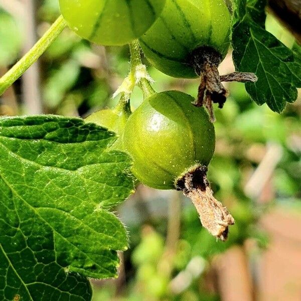 Ribes uva-crispa Fruto