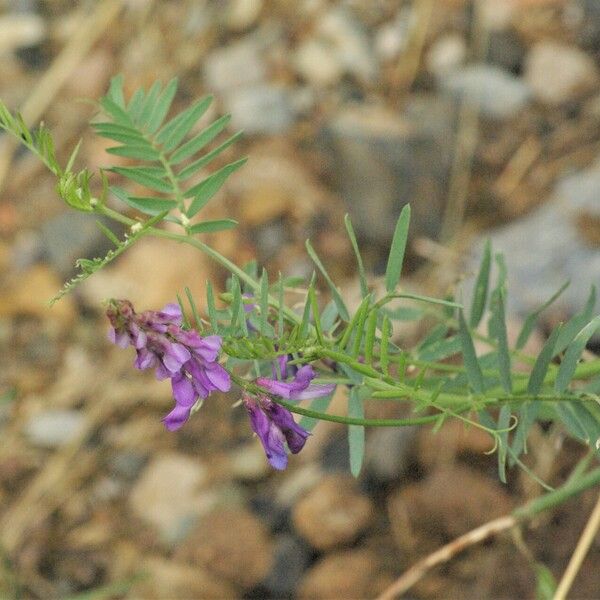 Vicia tenuifolia Blomma