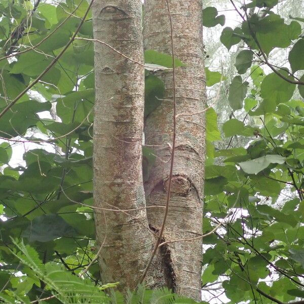 Albizia lebbeck Rhisgl