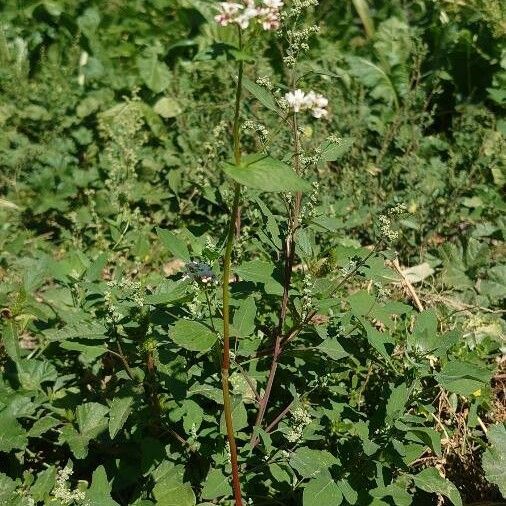 Fagopyrum esculentum Hábito