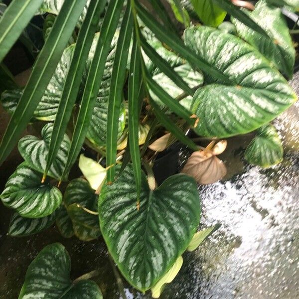 Philodendron mamei Blad