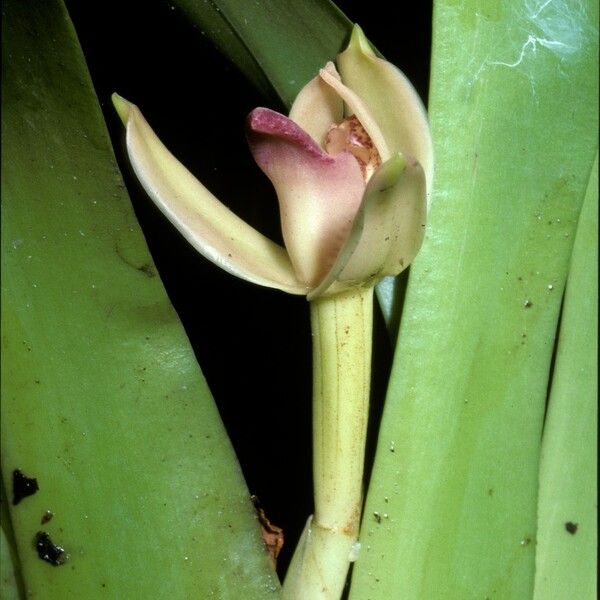 Maxillaria violaceopunctata Blomma