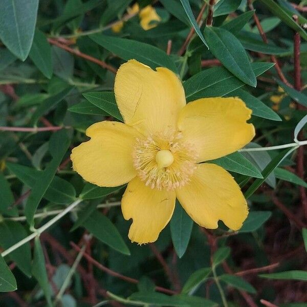 Hypericum patulum Květ