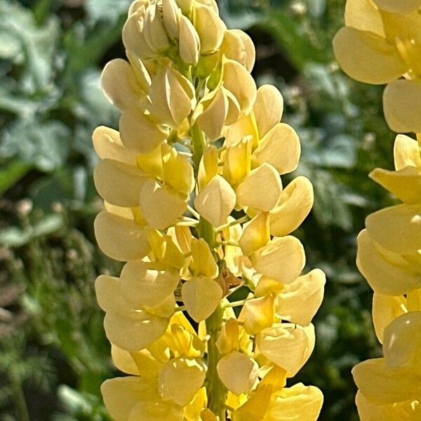 Lupinus arboreus Flower