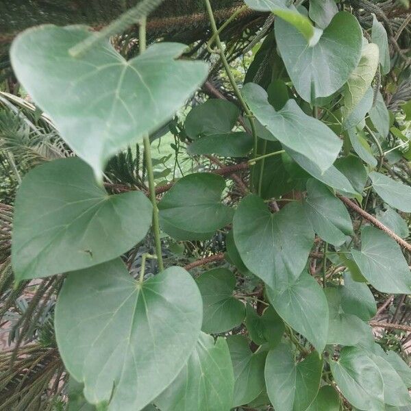 Tinospora cordifolia Levél