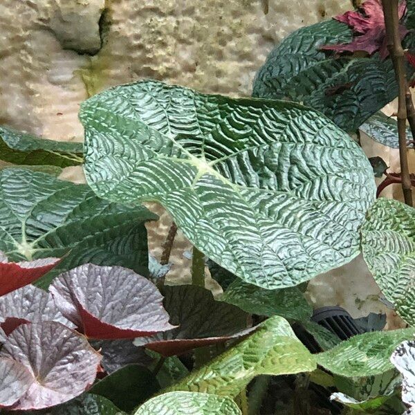 Begonia paulensis Plante entière