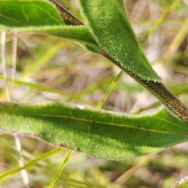 Aster amellus পাতা