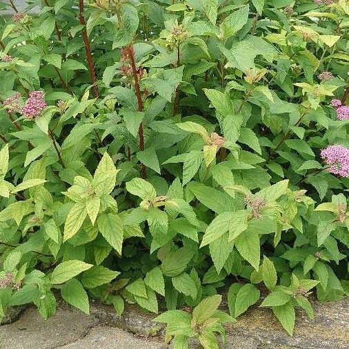 Spiraea japonica Alkat (teljes növény)