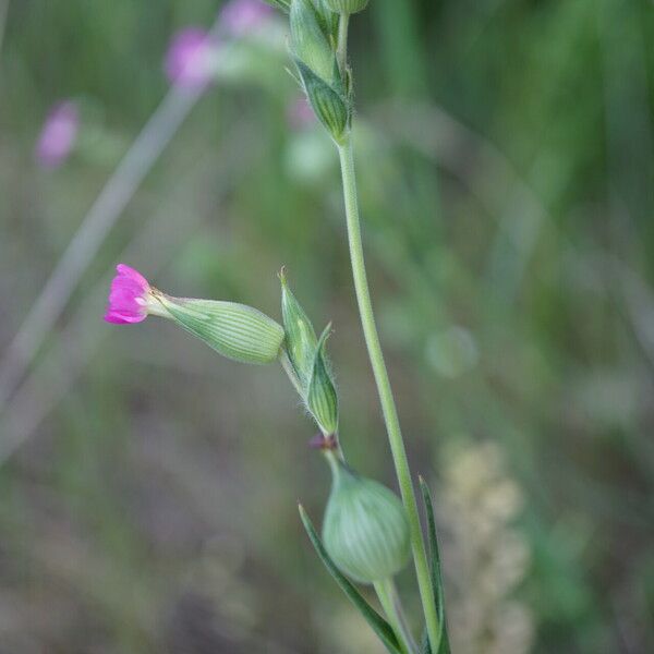 Silene conica Цвят