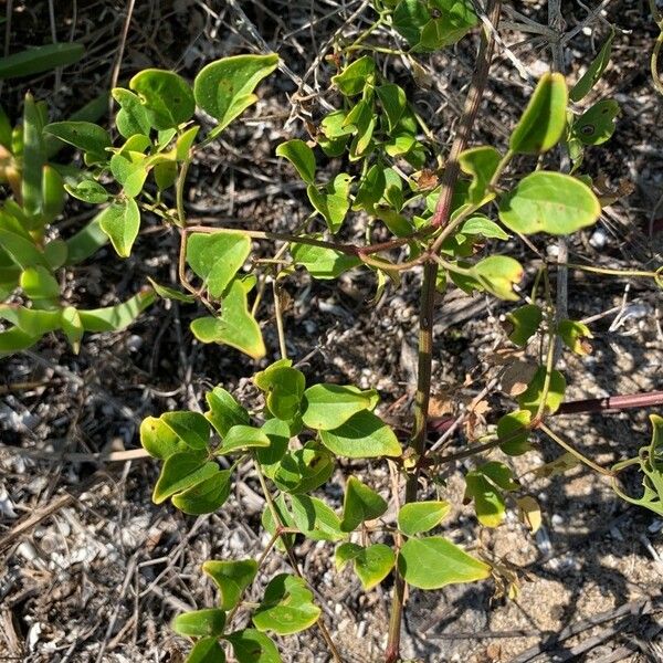 Clematis flammula Hoja