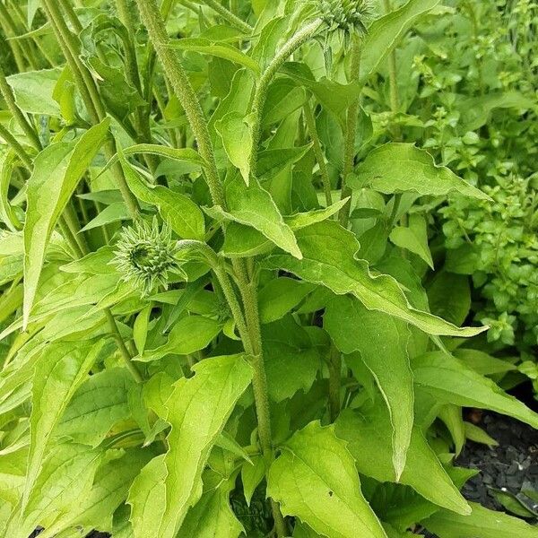 Echinacea pallida Lehti