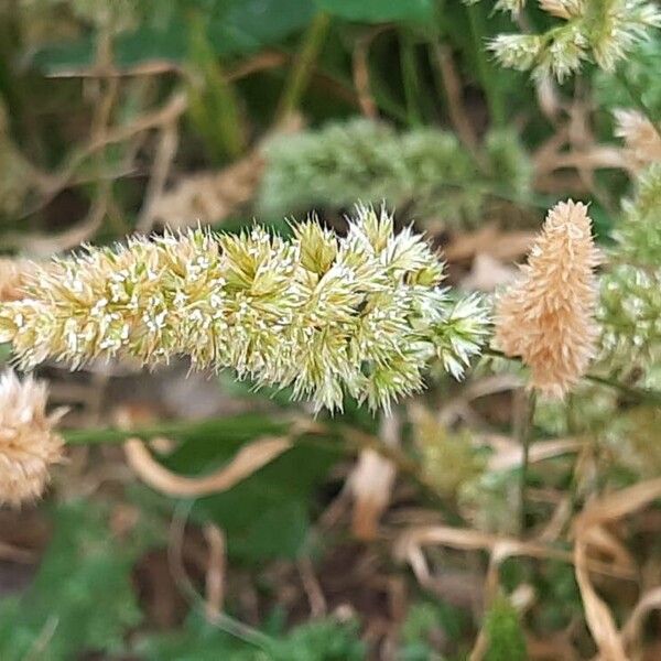 Rostraria cristata Квітка