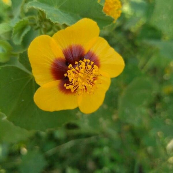 Abutilon hirtum Blodyn