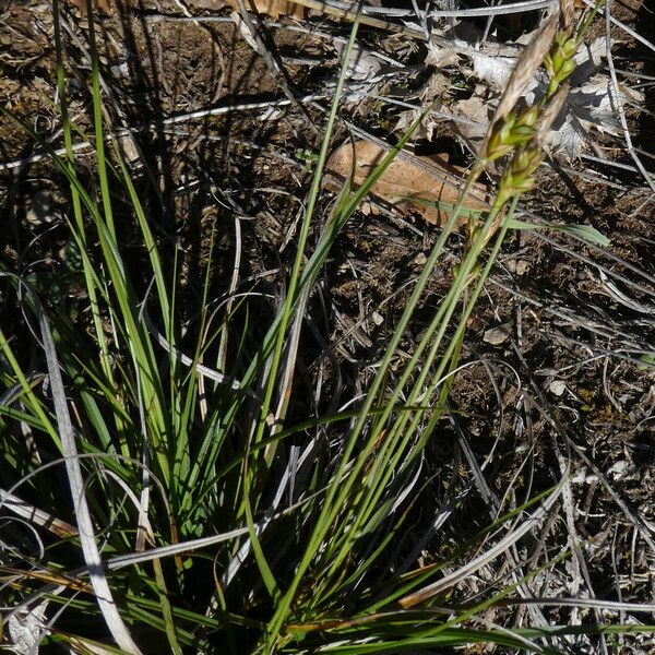 Carex halleriana ᱥᱟᱠᱟᱢ