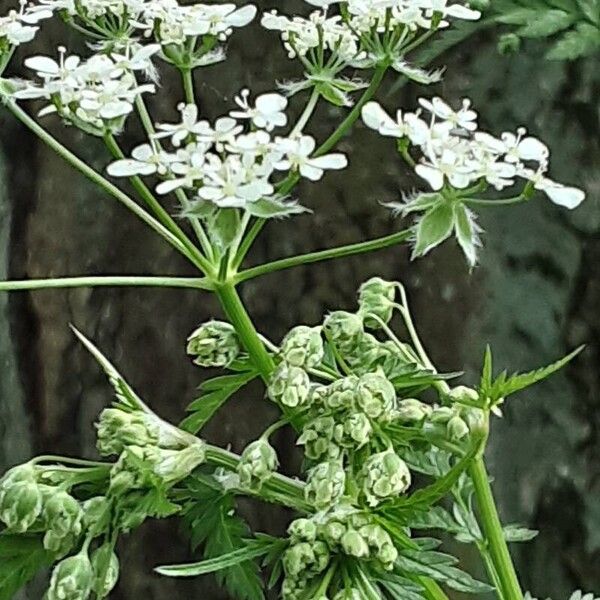 Chaerophyllum aureum Цветок