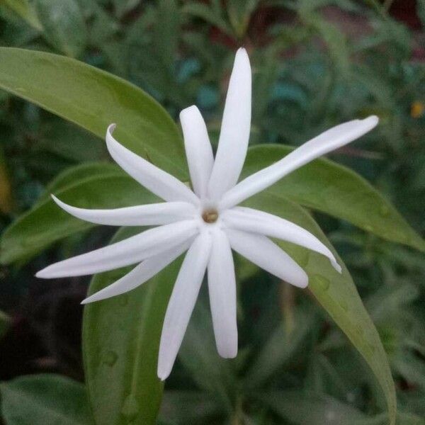 Jasminum laurifolium Flor