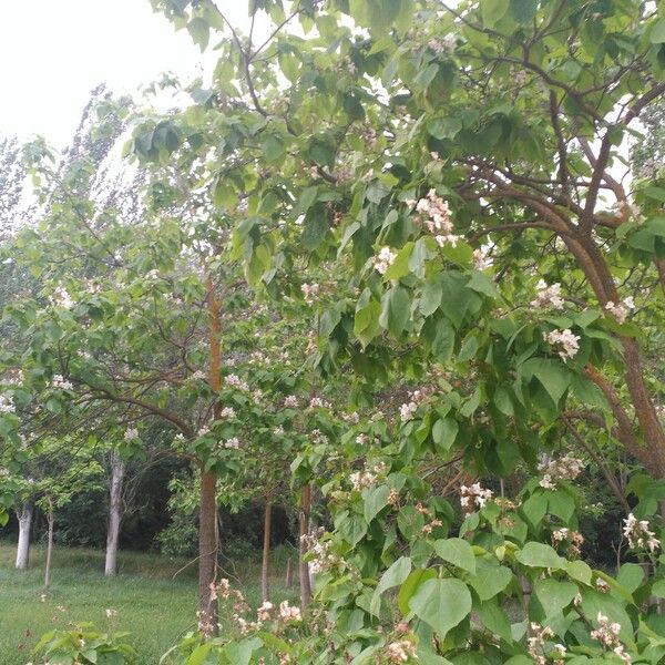 Catalpa bignonioides Blomst