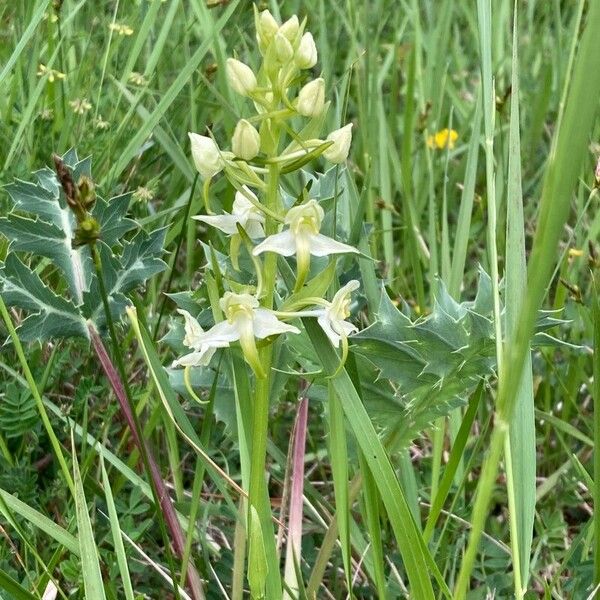 Platanthera chlorantha Žiedas