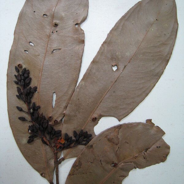 Ouratea cerebroidea