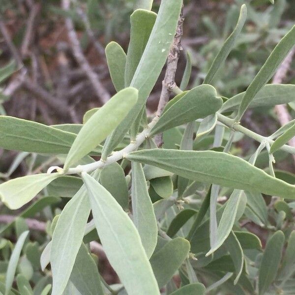Salvadora australis Ліст