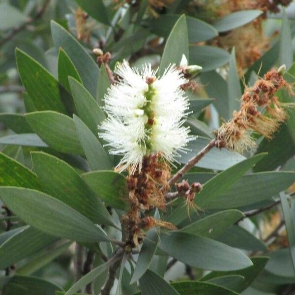 Melaleuca quinquenervia Çiçek