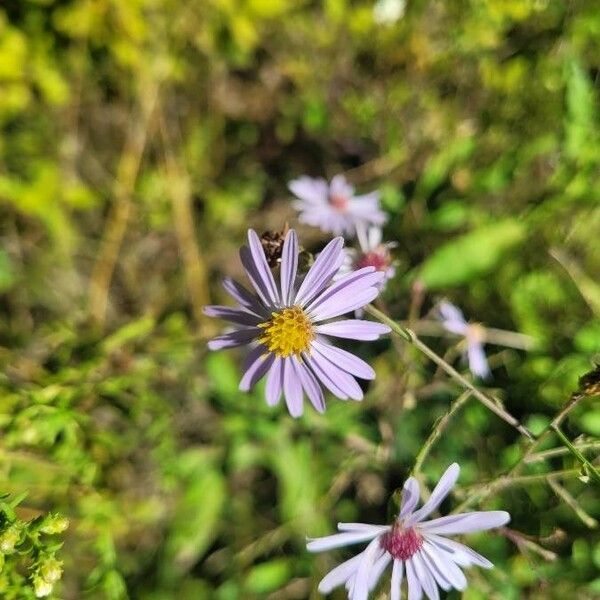 Symphyotrichum laeve Floro