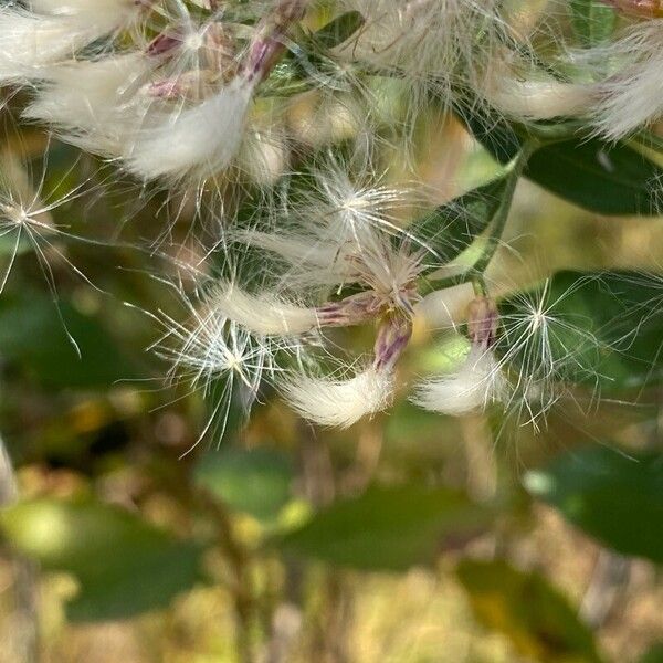 Baccharis halimifolia Žiedas