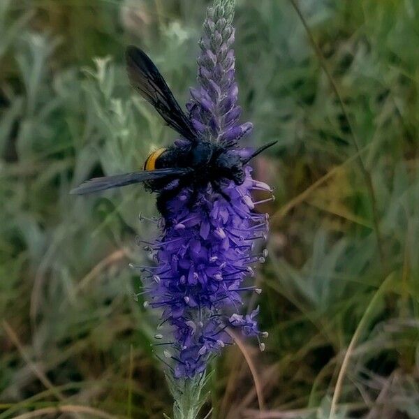 Veronica spicata Цвят