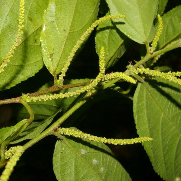 Acalypha diversifolia ഇല