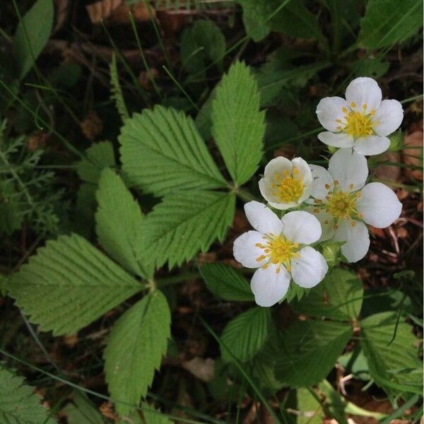 Fragaria vesca Žiedas