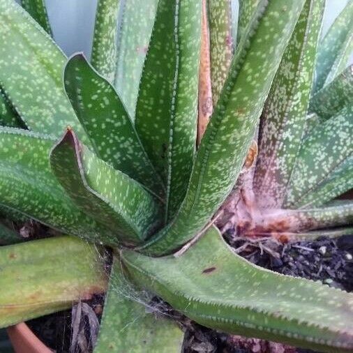 Gasteria excelsa Blatt