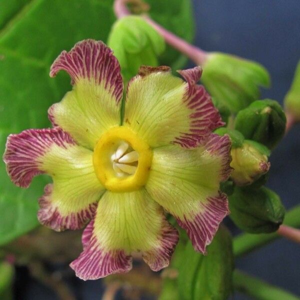 Prestonia portobellensis Flor