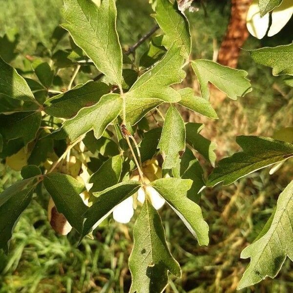 Acer griseum Blad