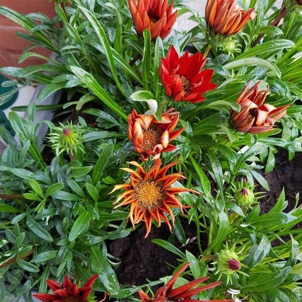 Gazania linearis Blüte