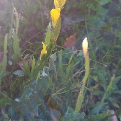 Genista sagittalis Квітка