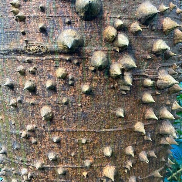 Ceiba pentandra Bark