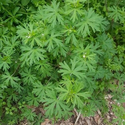 Geranium carolinianum Hoja