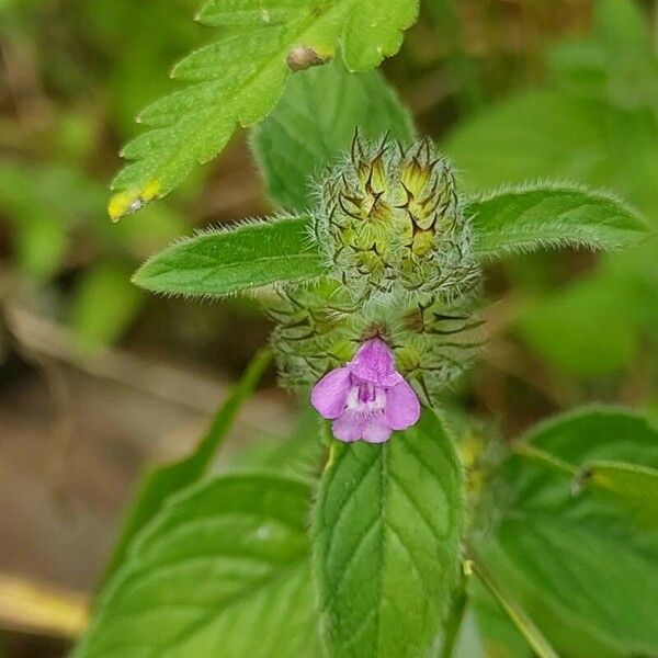 Clinopodium vulgare Blüte