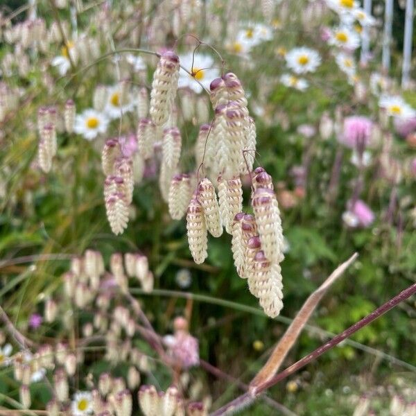 Briza maxima Blomma