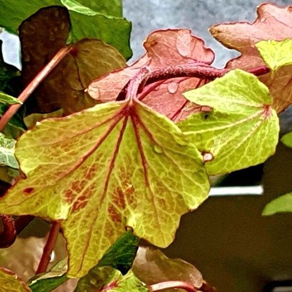 Hedera canariensis Other