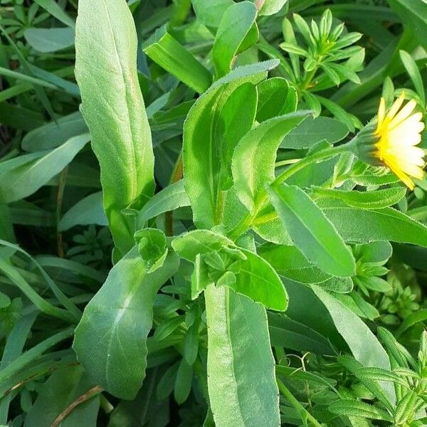 Calendula arvensis Folla