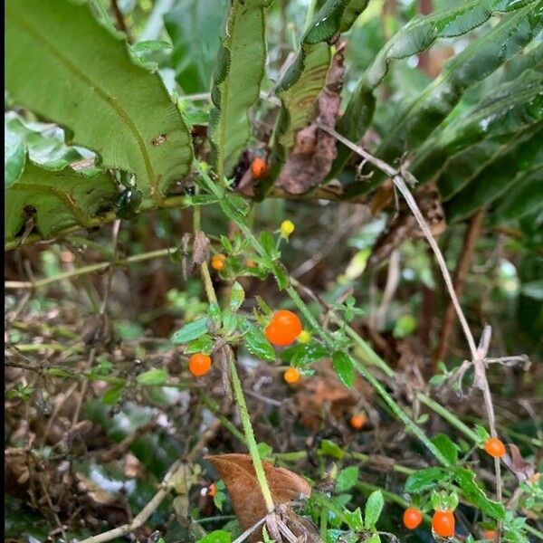 Galium hypocarpium Vili