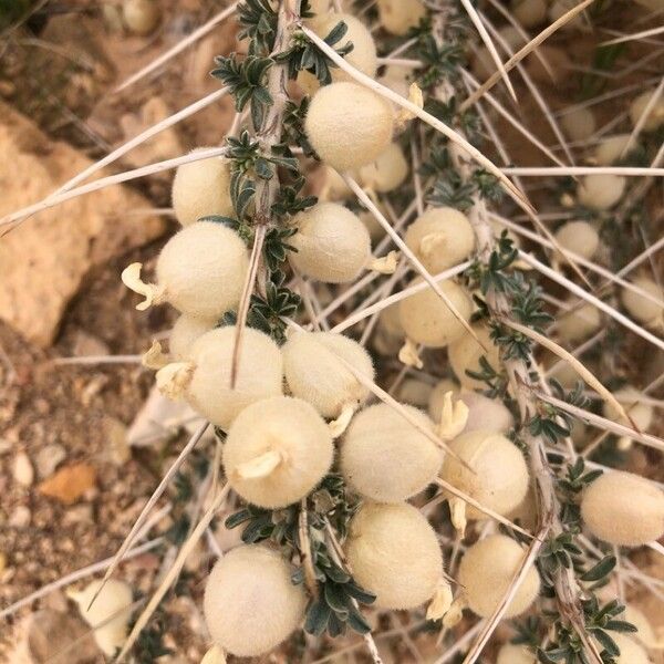 Astragalus armatus Fiore